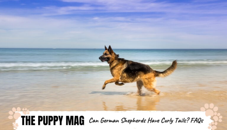 Do German Shepherds Have Curly Tails? GSD Tail FAQs  The ...