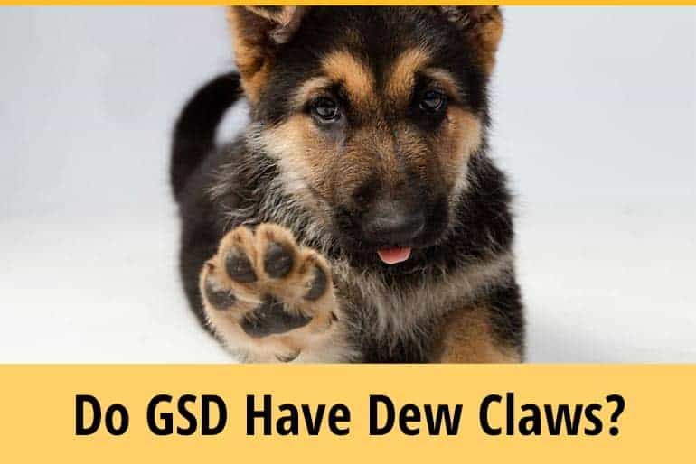 Do German Shepherds Have Dew Claws? (Should You Remove It ...