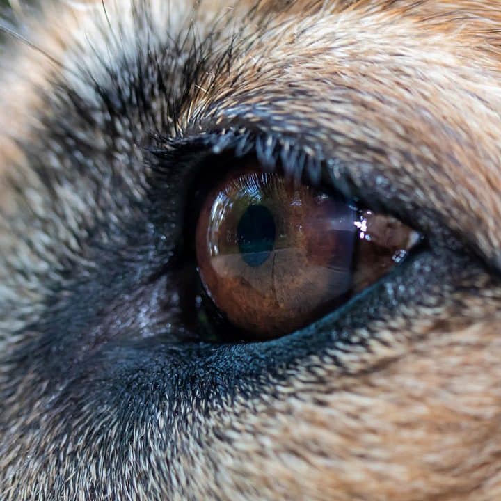 Do German Shepherds Have Eye Problems?