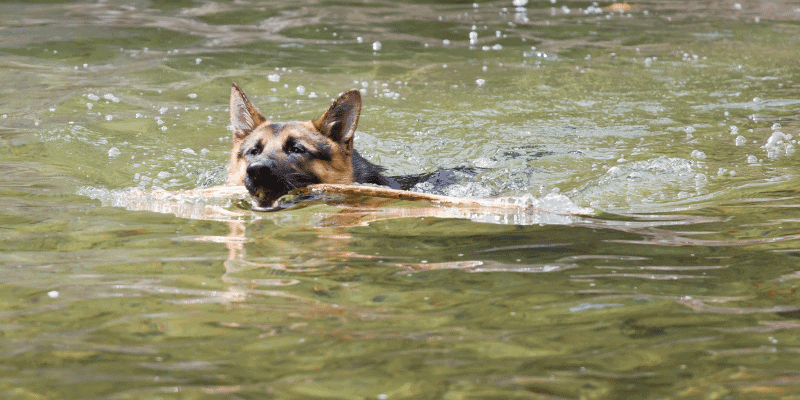 Do German Shepherds Like to Swim?