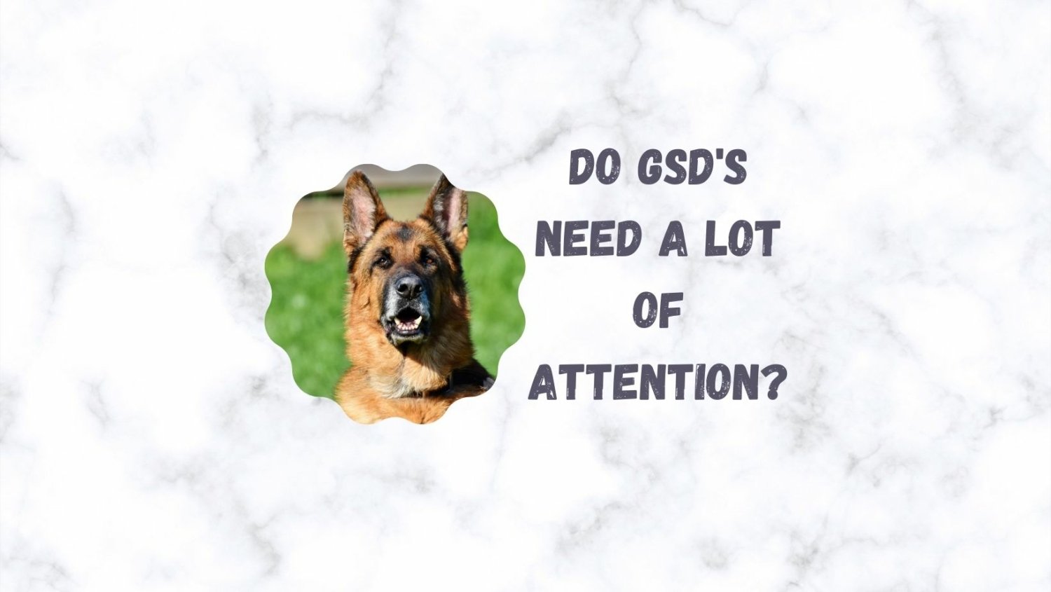 Do German Shepherds Need a Lot of Attention?