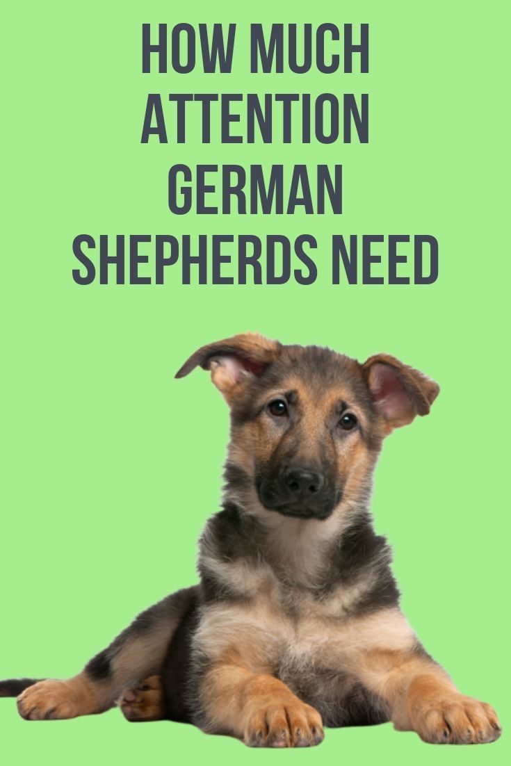 Do German Shepherds Need A Lot Of Attention?