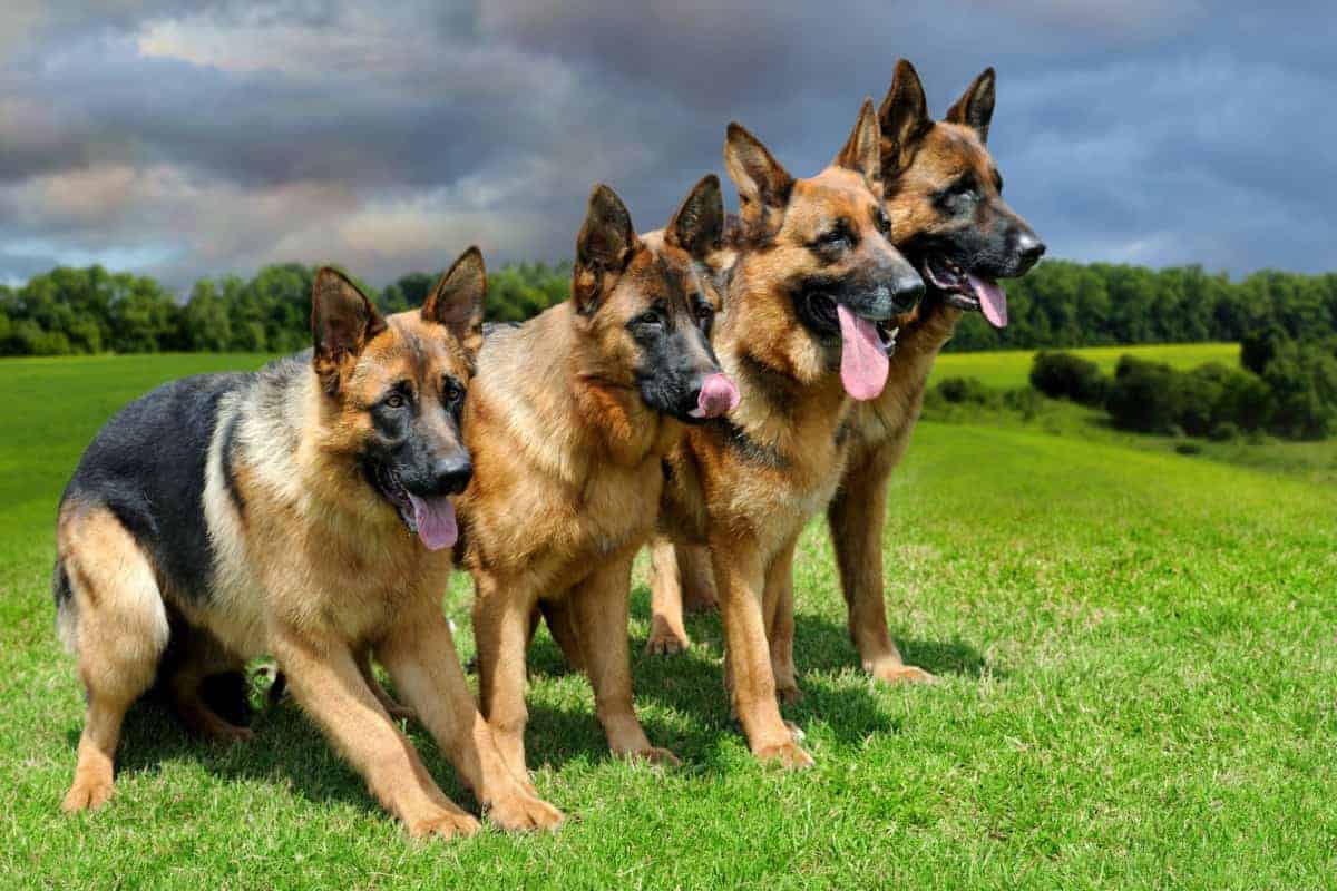 Do German Shepherds Need Large Breed Food? â World of Dogz