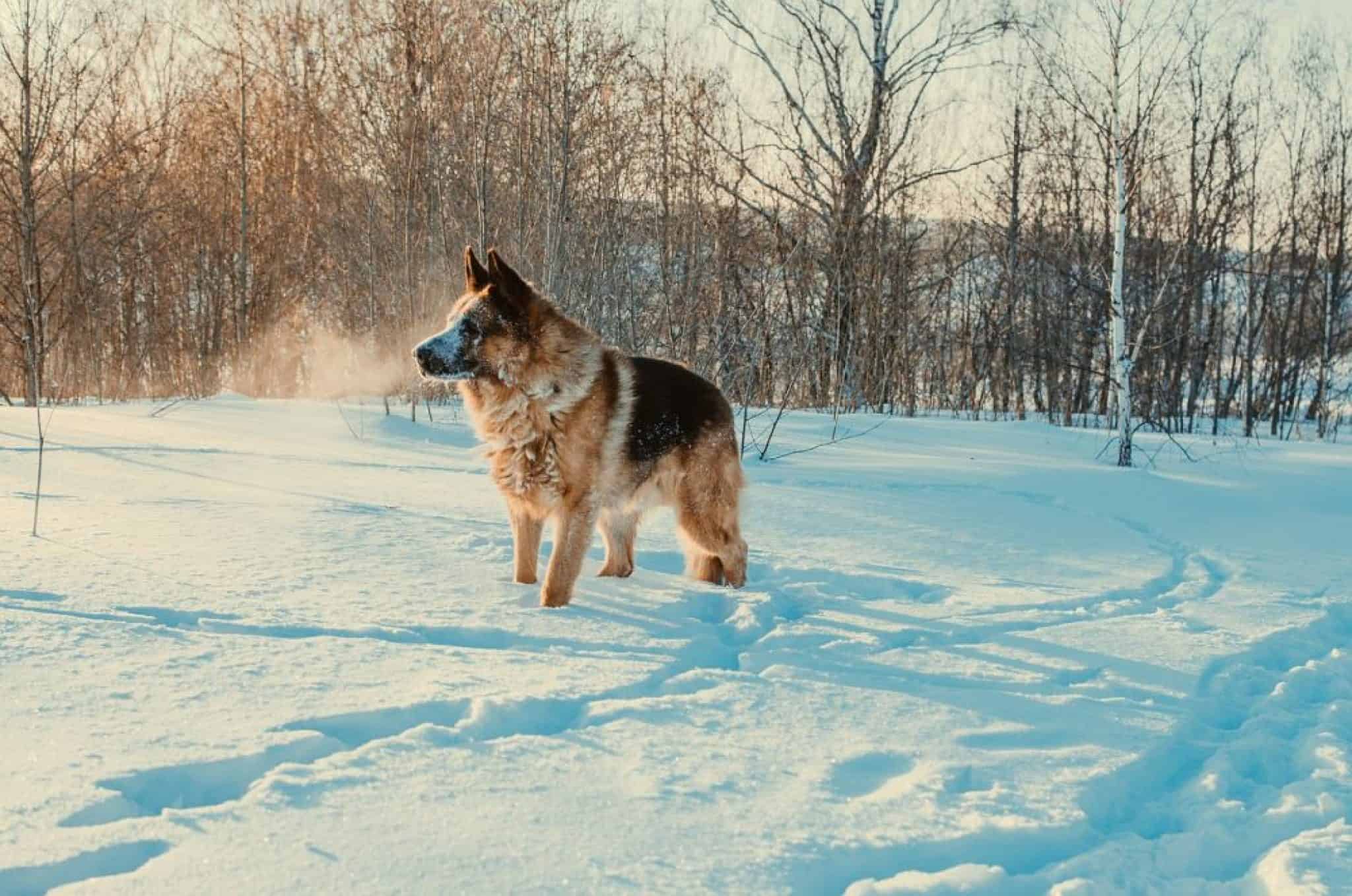 Do German Shepherds Need Snow Boots? (Answered!)