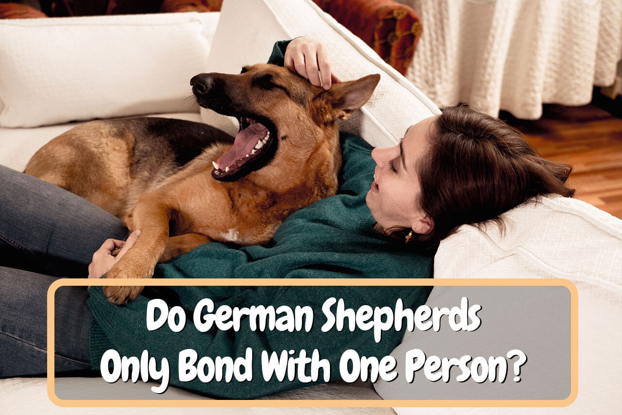 Do German Shepherds Only Bond With One Person? Why You ...