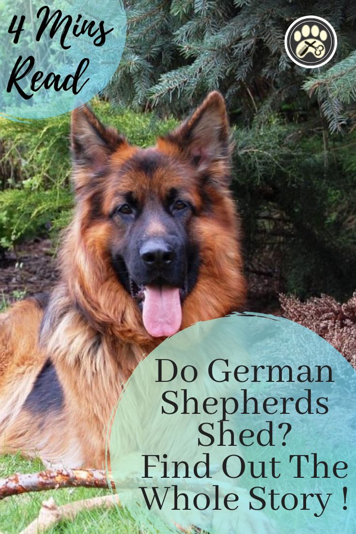 Do German Shepherds Shed? A Lot, Here Are 5 Easy Solutions ...
