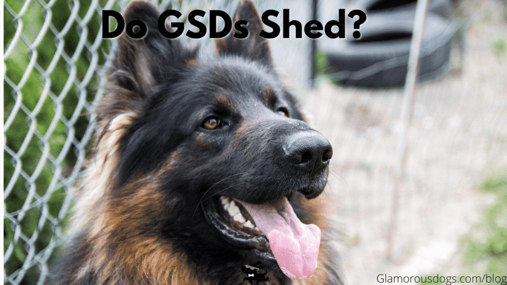 Do German Shepherds Shed? A Lot, Here Are 5 Easy Solutions ...