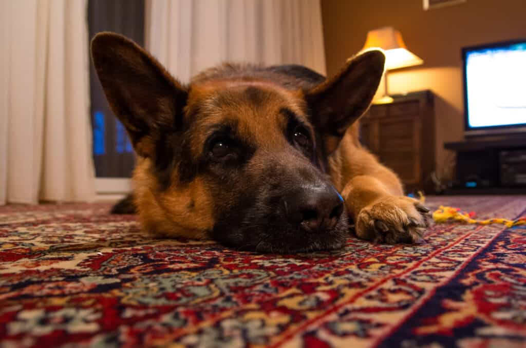 Do German Shepherds Shed? All You Need to Know  The ...
