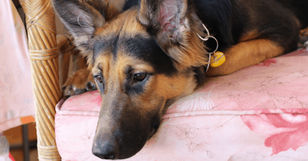 Do German Shepherds Shed? All You Need to Know