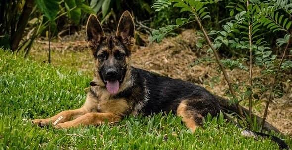 Do German Shepherds Shed? Full Guide (Plus Comparison With ...