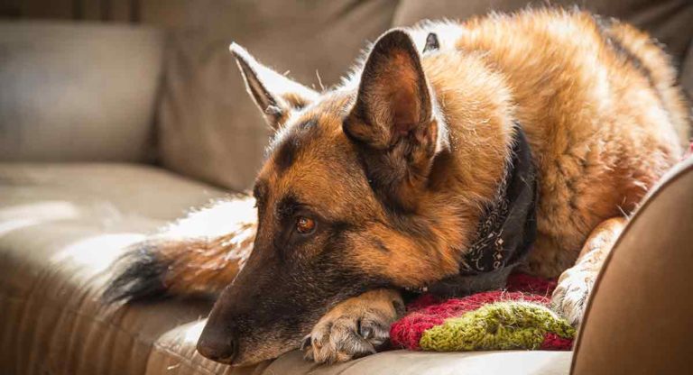 Do German Shepherds Shed?  More About Shedding in This Breed