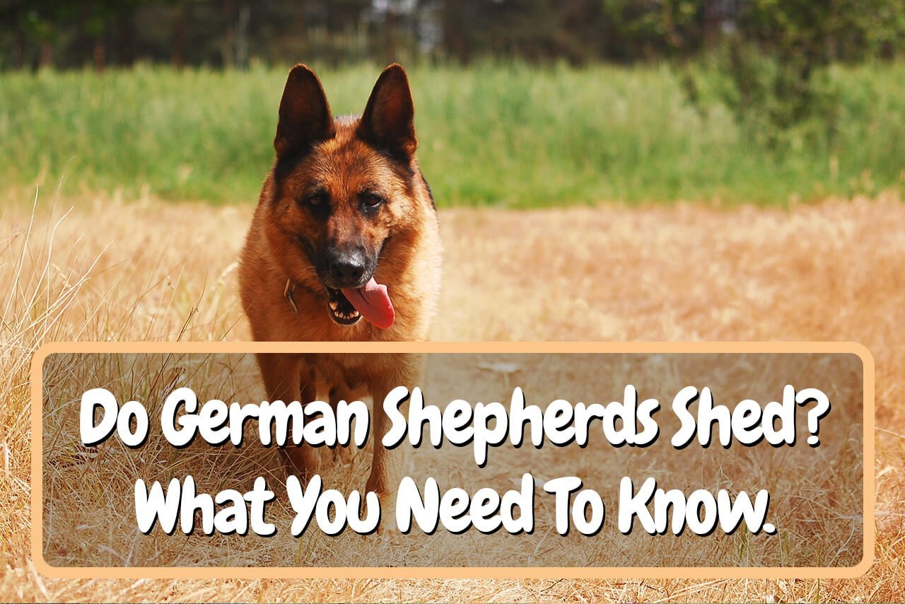 Do German Shepherds Shed? What You Need To Know