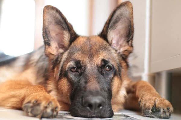 Do German Shepherds Smell: No and Yes and What You Can Do ...