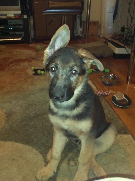 Do GSD pups have to try to hold their ears up?