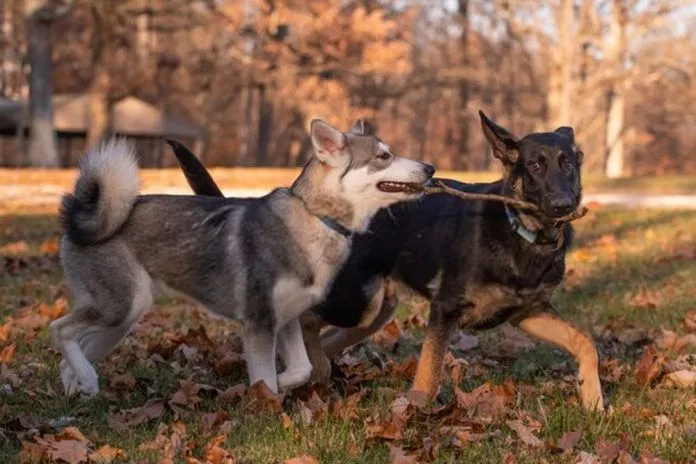 Do Huskies Shed More Than German Shepherds? The Answers ...
