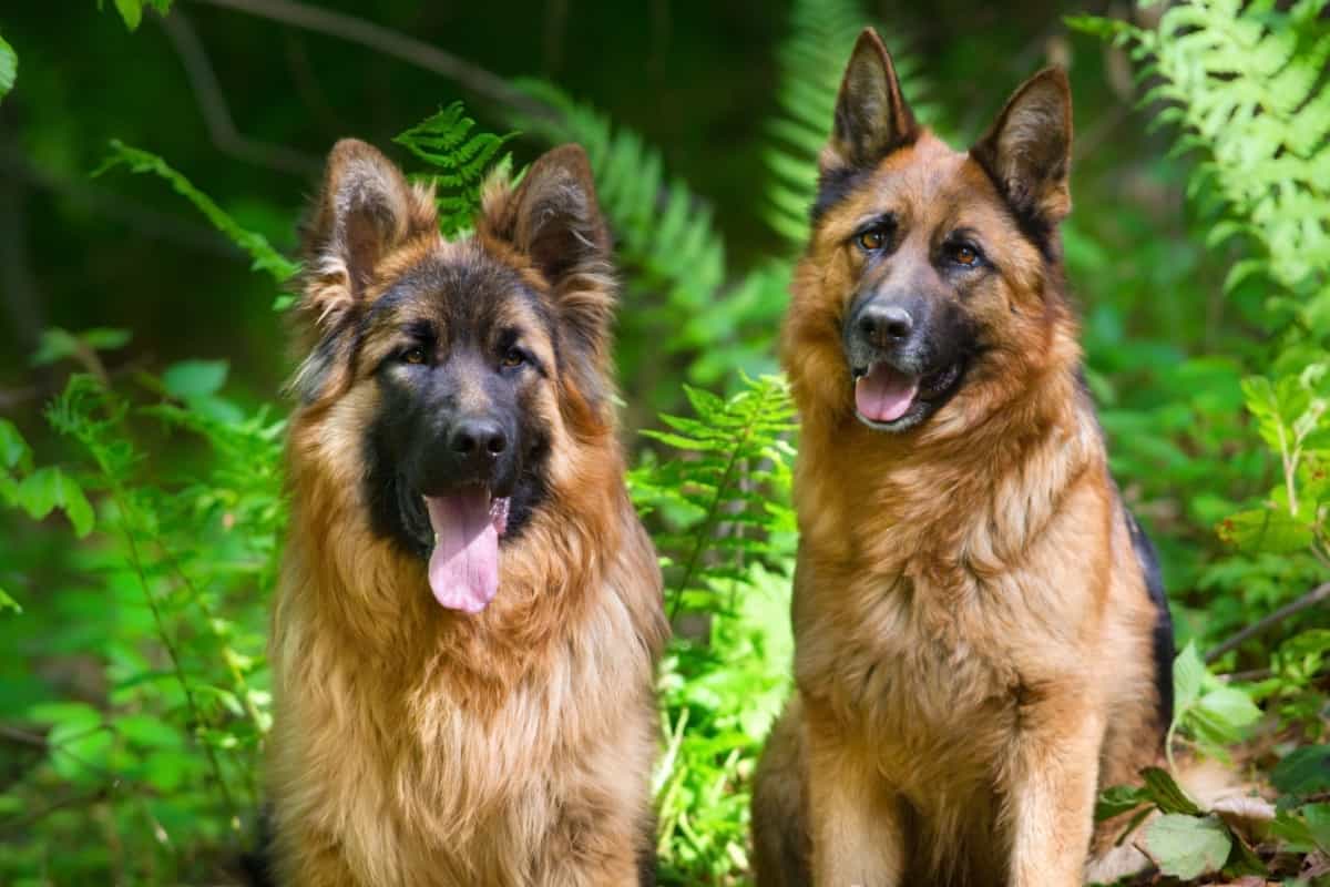 Do Male or Female German Shepherds Make Better Pets ...