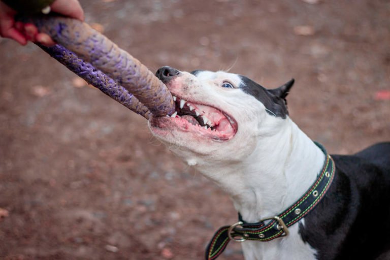 Do Pit Bulls Jaws Lock When They Bite? (Hint: It