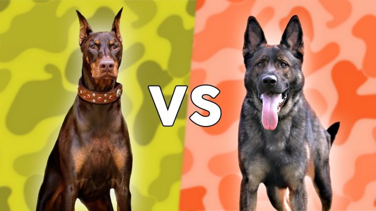 Doberman vs. German Shepherd: Which Dog is Better ...