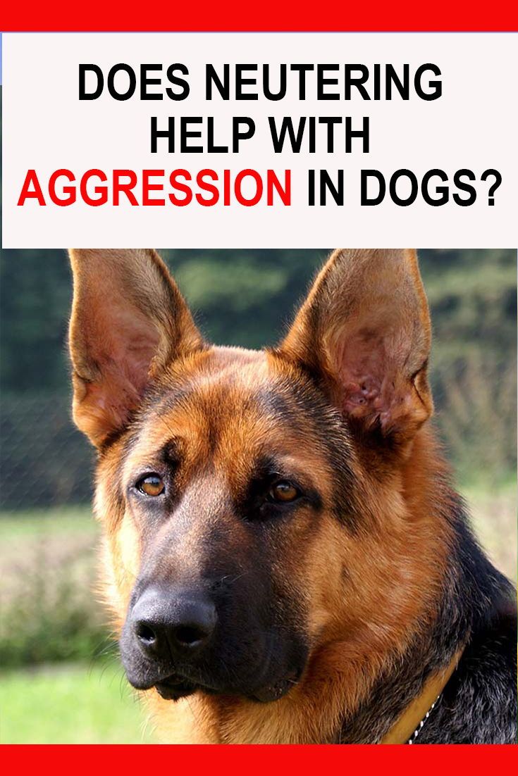 Does Neutering Help With Aggression In Dogs?
