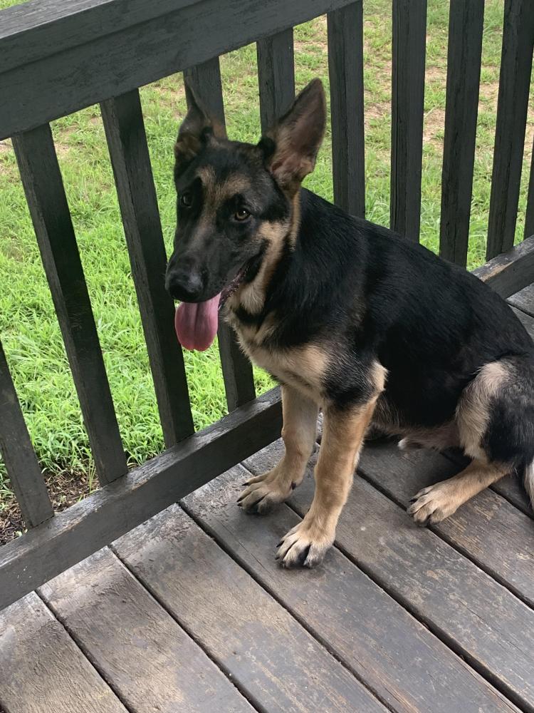 Does this look like a true GSD?