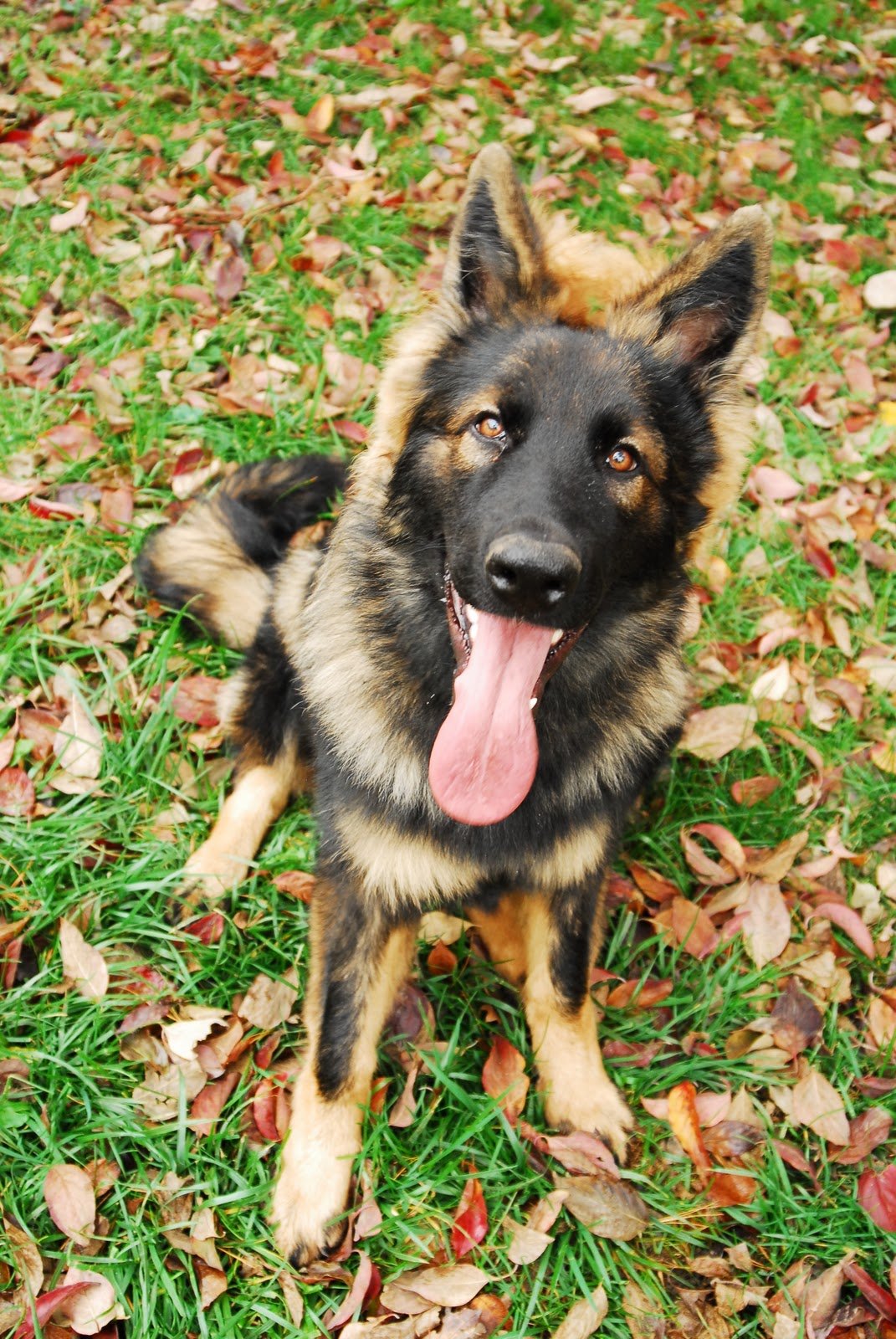 Does your GSD have a black spot on their tongue?
