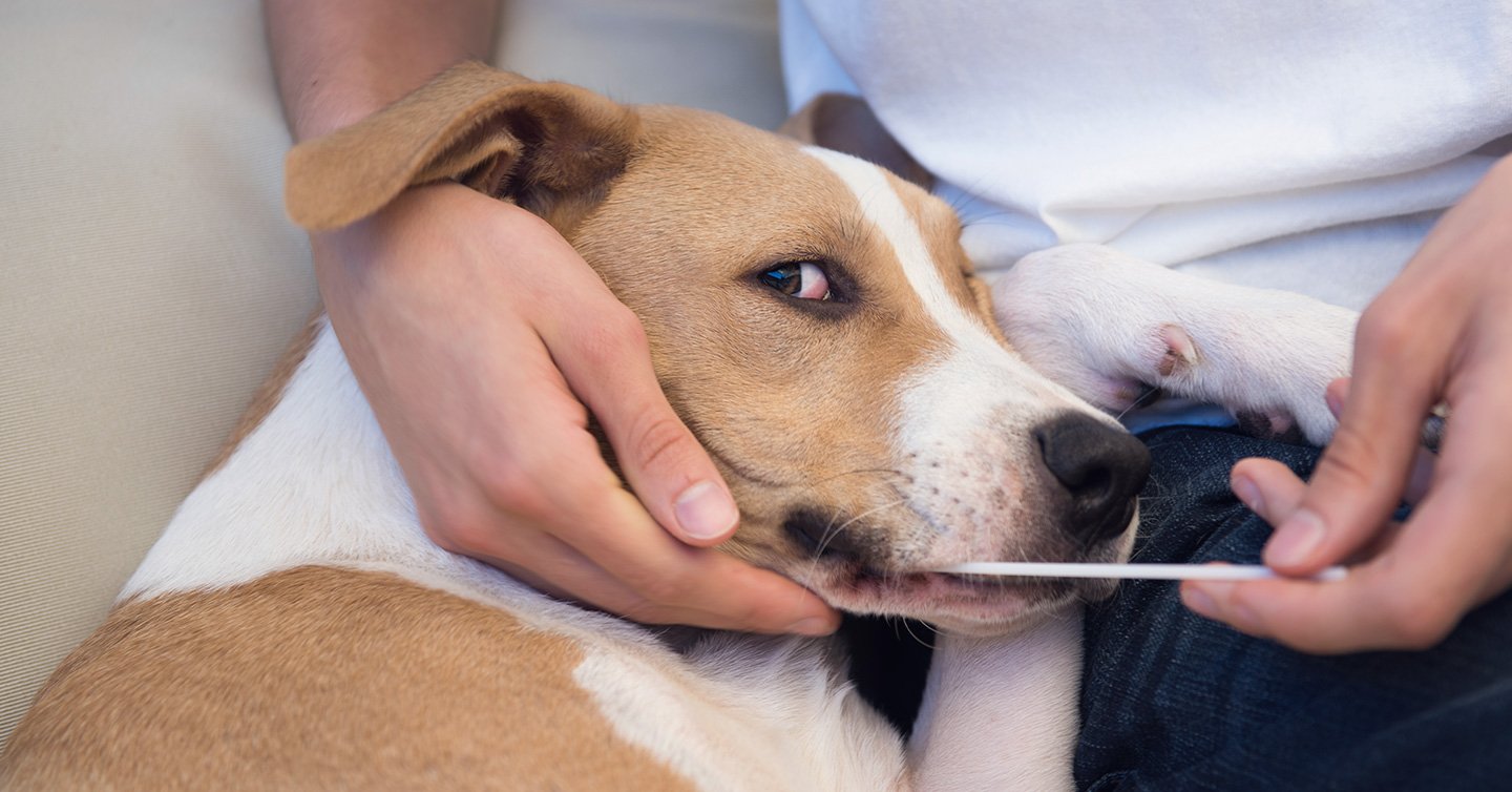 Dog DNA Tests: Everything You Need To Know Before You Buy