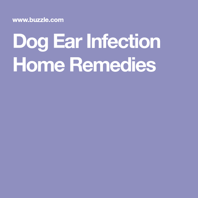 Dog Ear Infection Home Remedies