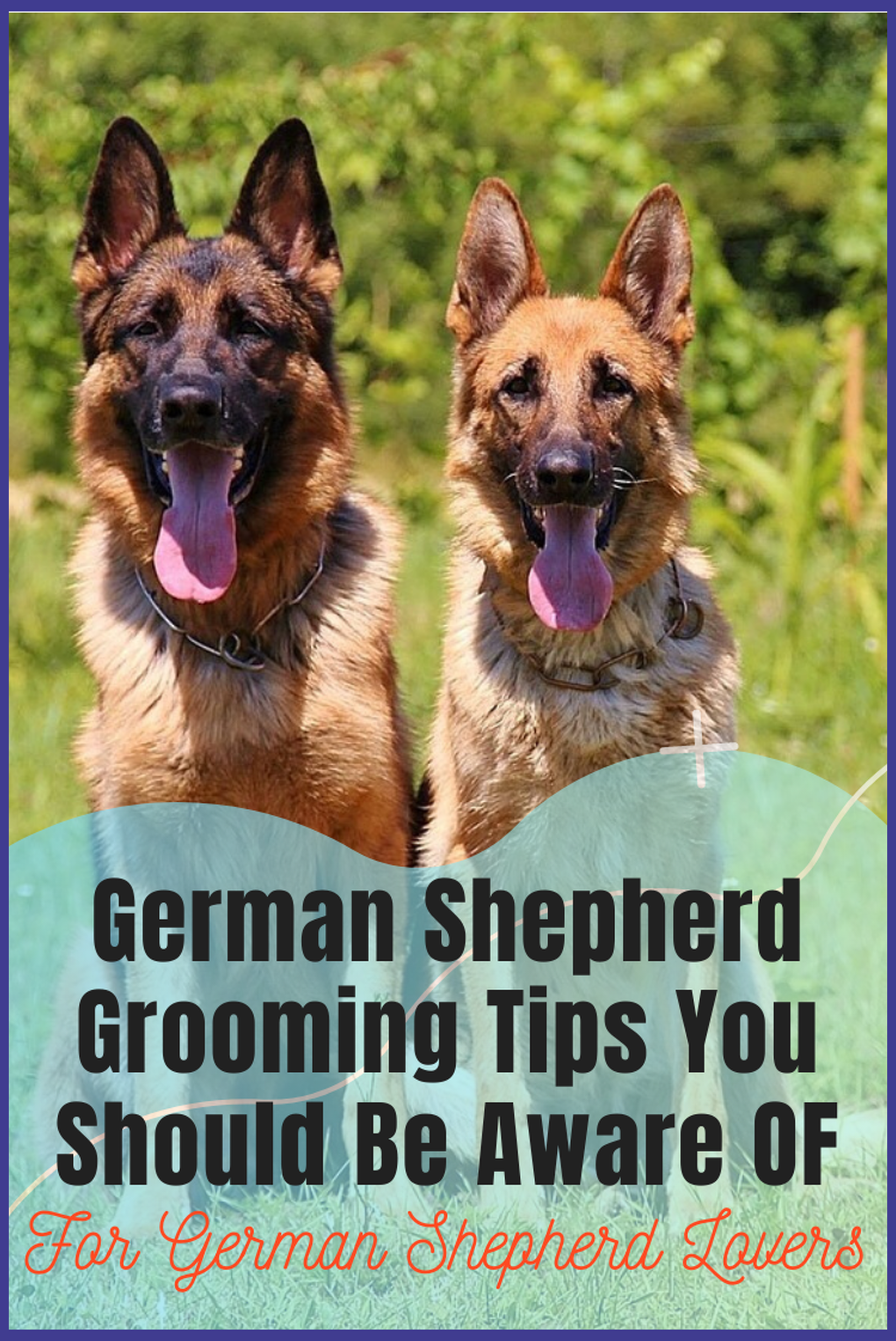 Dog Grooming Tips for German Shepherds