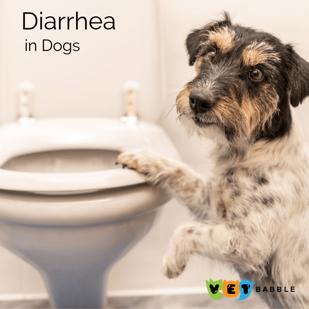 Dog Has Diarrhea Giardia