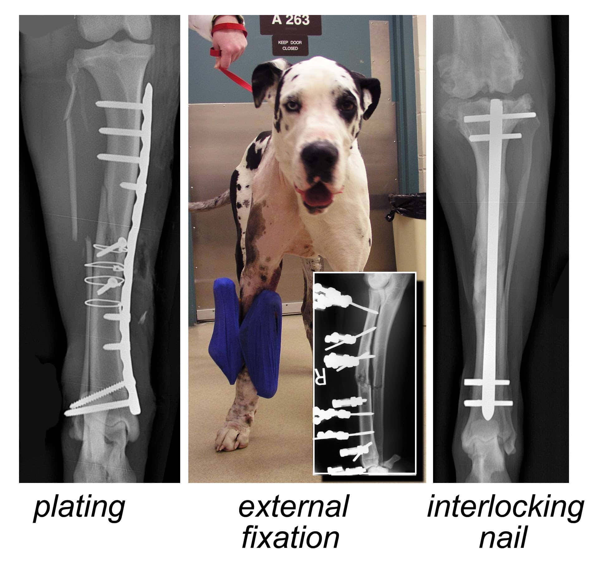 Dog Hip Dysplasia Surgery Cost