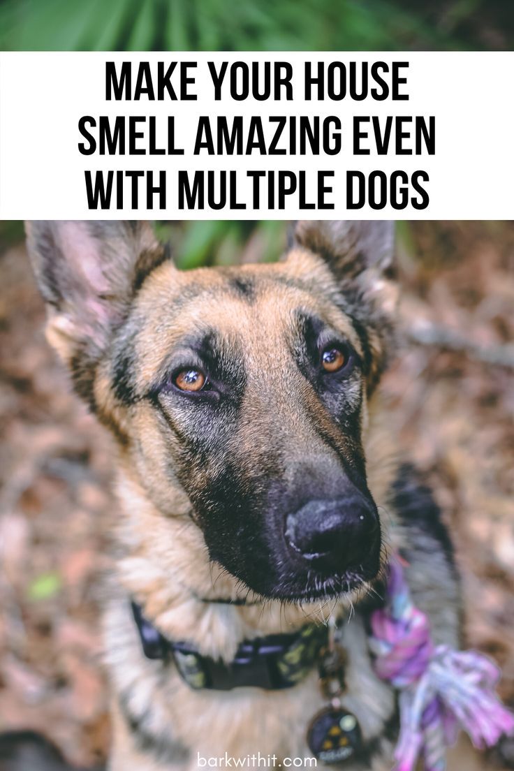 Dog Smell