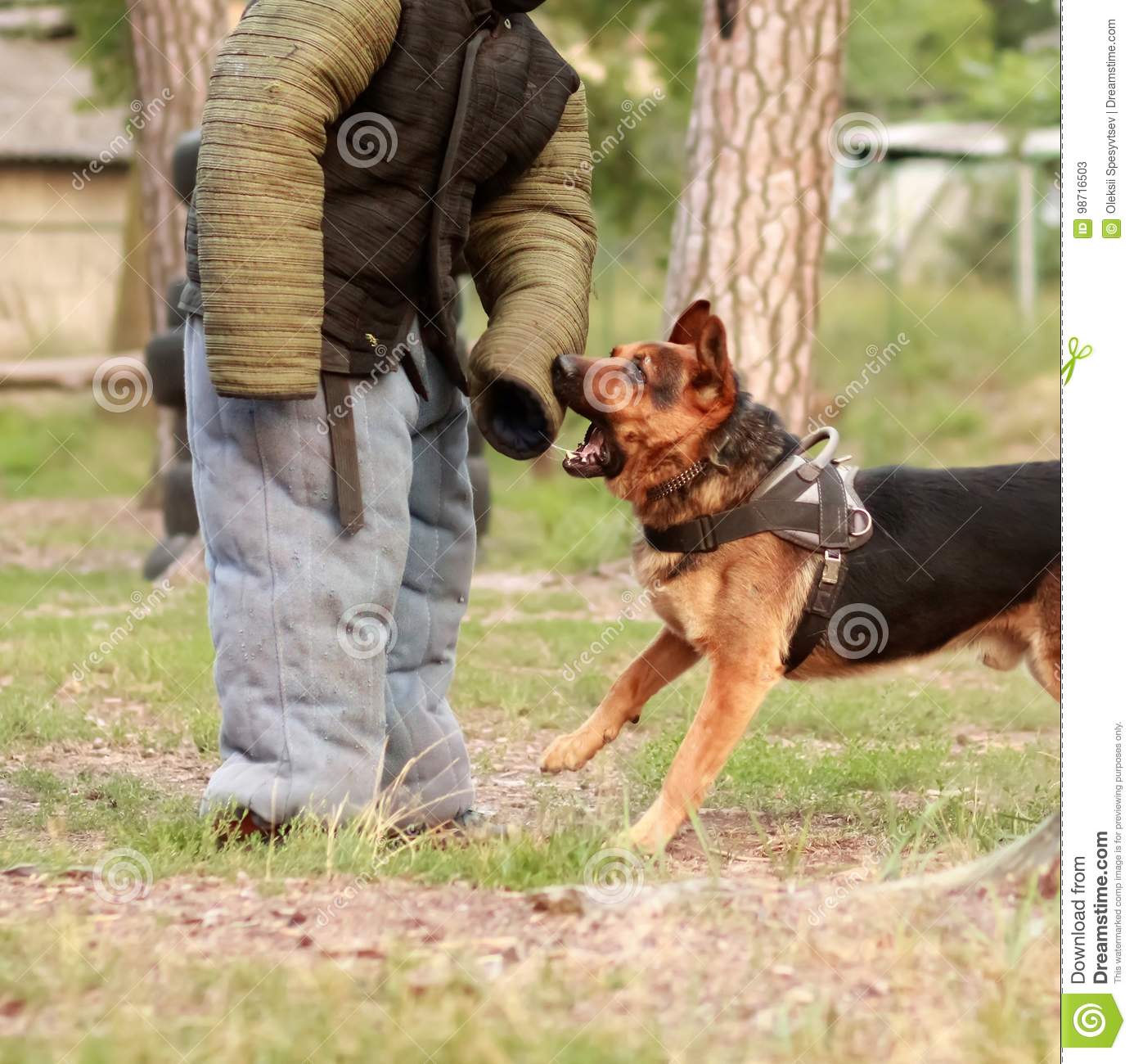 Dog Trainers In K9 Bite Suits In Action. Training Class On The ...