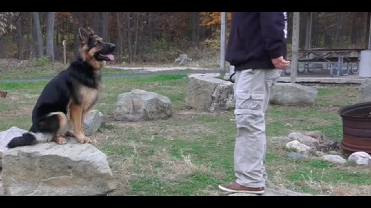 Dog Training: 2 Year Old German Shepherd, Scout! Before ...