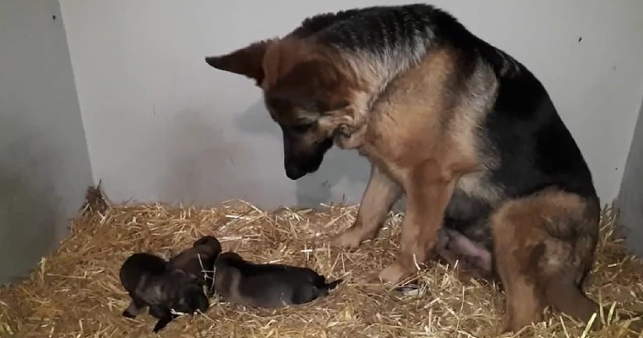 Doting German Shepherd Mom Smitten By Adorable Puppies ...