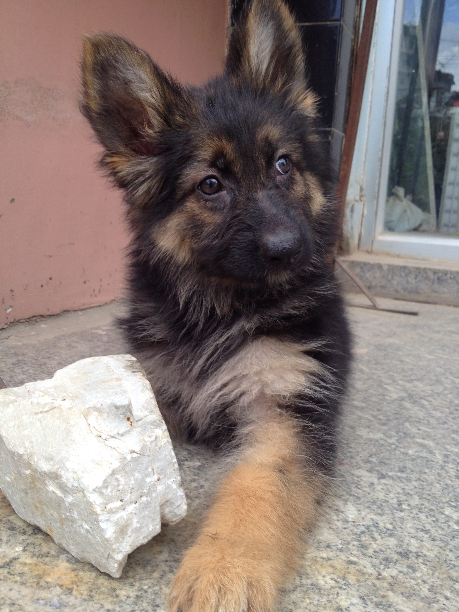 Double coated German shepherd puppy on sale. by Indreni ...