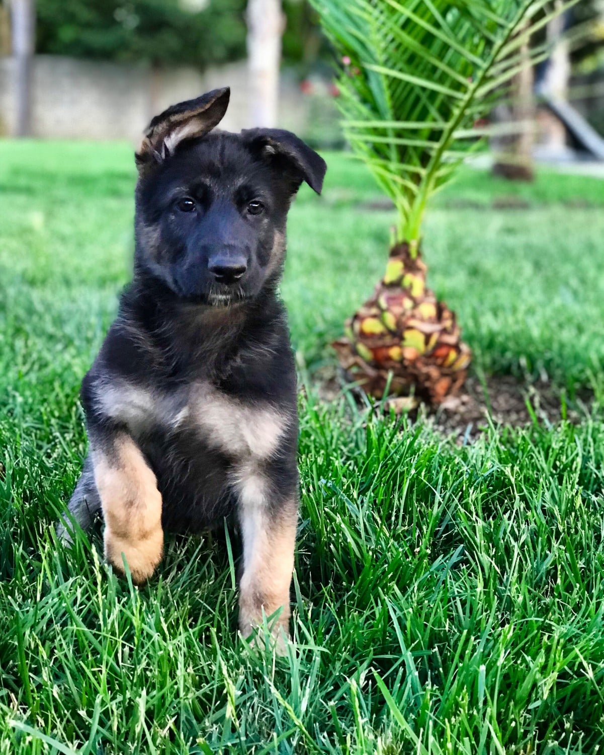 Droll Solid Black German Shepherd Puppies For Sale In California ...