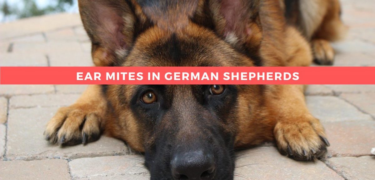 Ear Mites In German Shepherds: How To Clean It