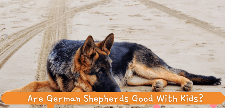 Ear Mites In German Shepherds: How To Clean It