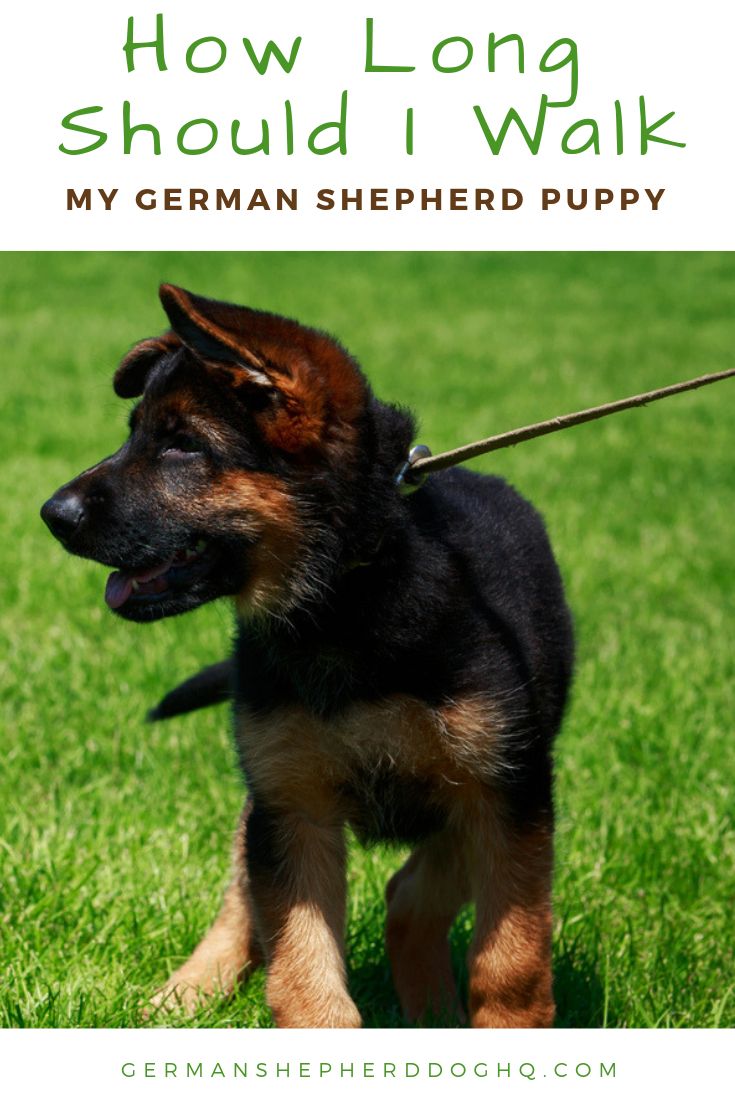 Establishing an exercise routine for your German Shepherd ...