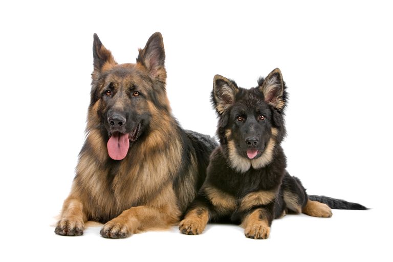 Everything you need to know about German Shepherd Dogs ...