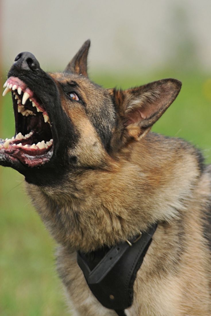 Evil, aggressive dog #germanshepherd