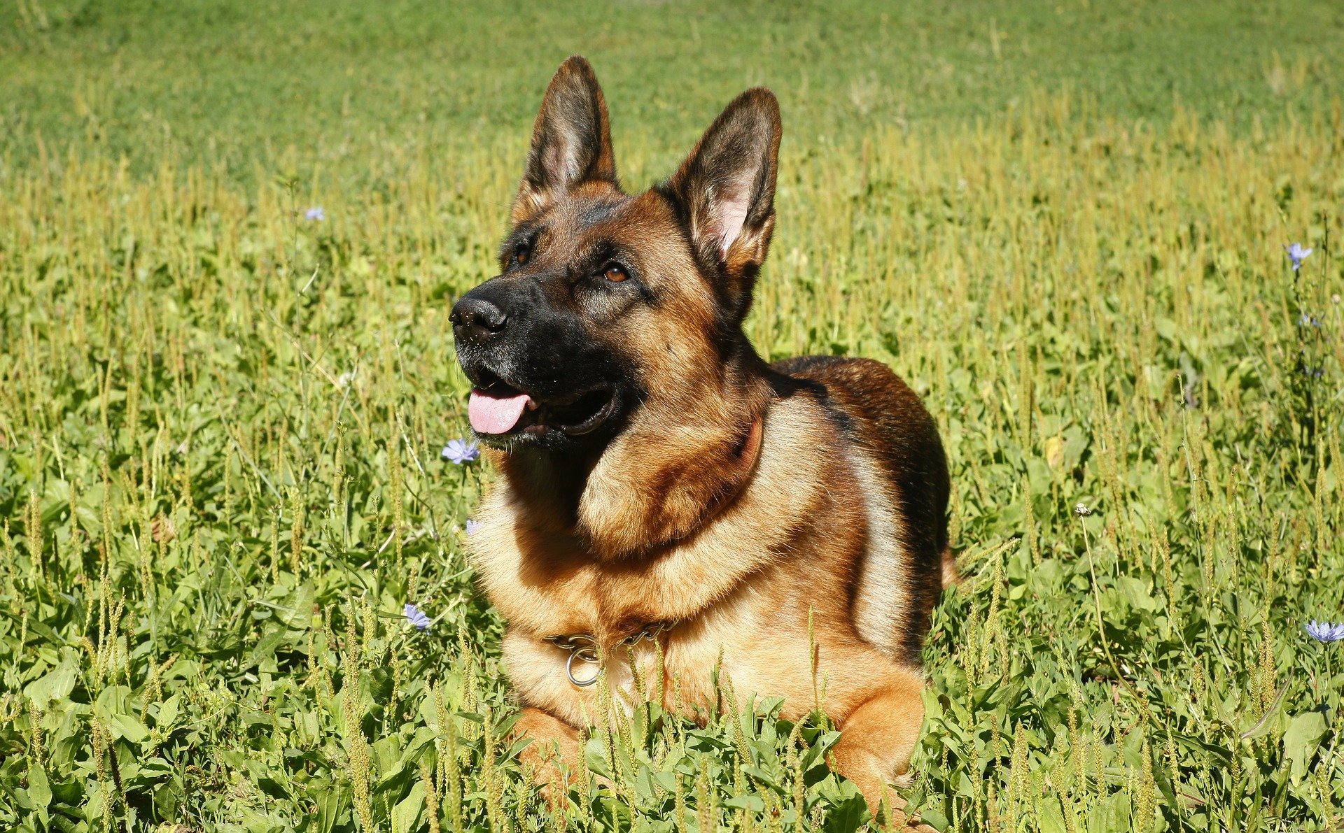 Facts About German Shepherds You Need to Know Before ...