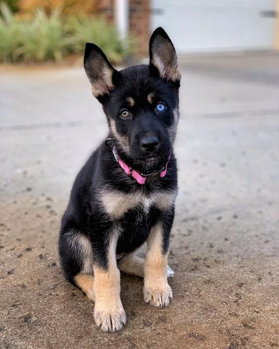 Facts about The German Shepherd Husky Mix