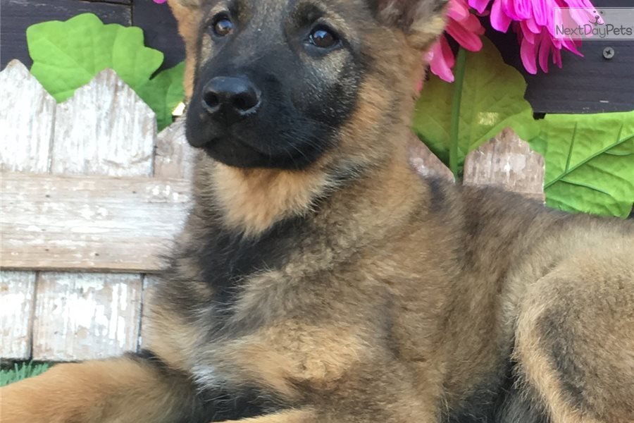 Falcon: German Shepherd puppy for sale near Oklahoma City ...