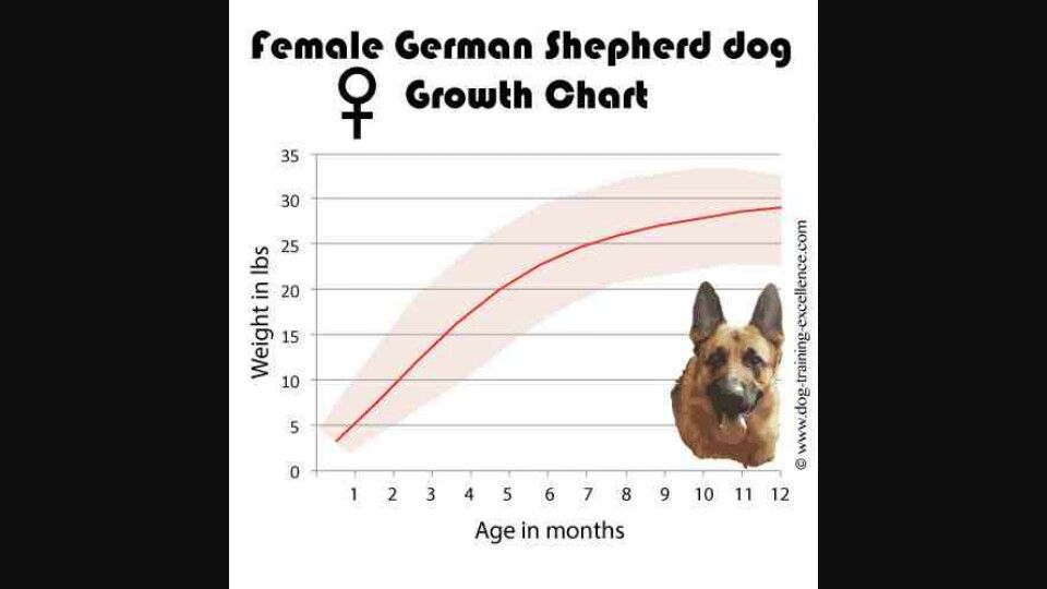 female German Shepherd growth chart