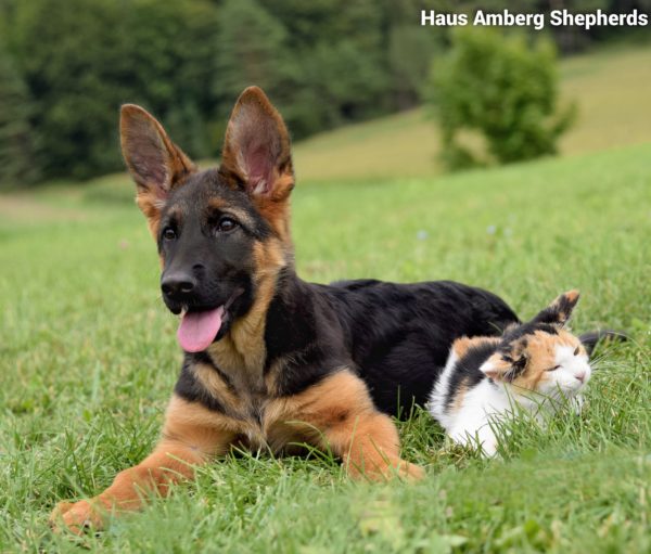 Female Puppy, Located In Germany  German Shepherd Breeder Puppies For ...