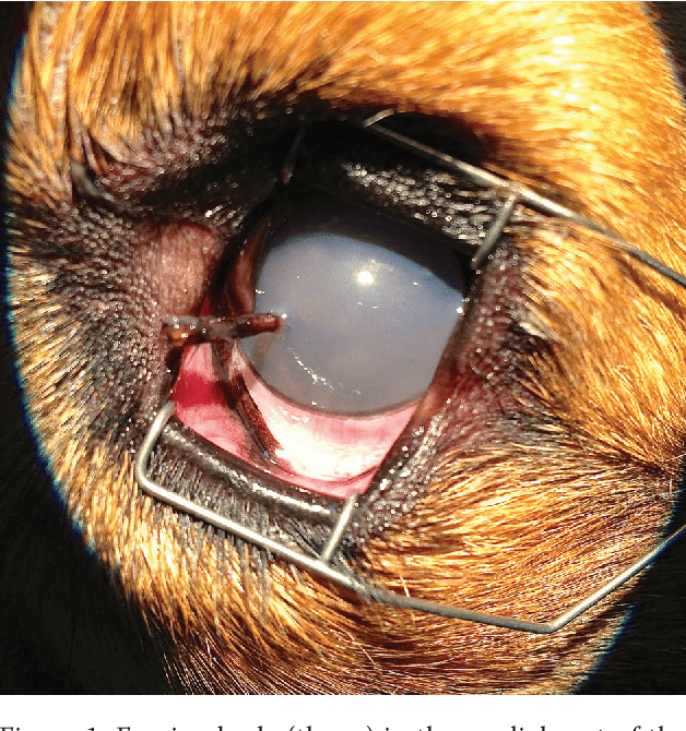 Figure 2 from Penetrating eye injury in a dog: a case report ...