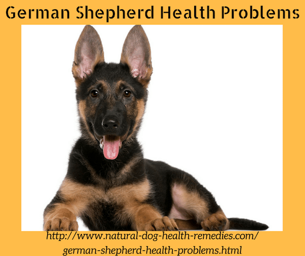 Find out some common health problems that German Shepherd dogs have ...