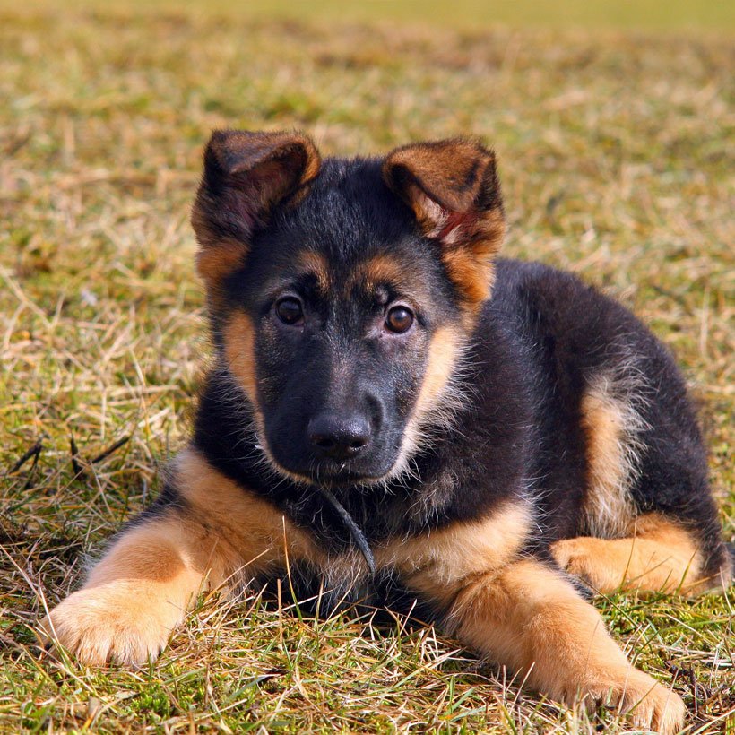 Florida German Shepherd Puppies For Sale From Top Breeders