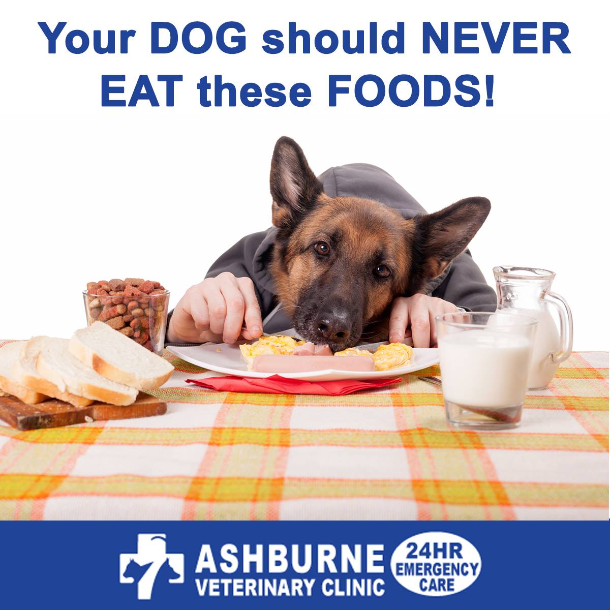 Foods that you should never feed your dog. EVER!